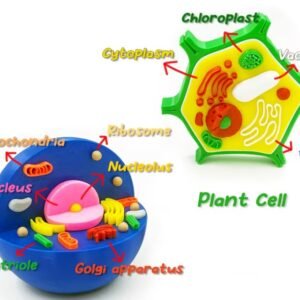 Plant and Animal Cell Models