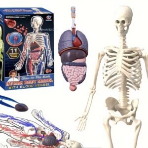 Human Anatomy model