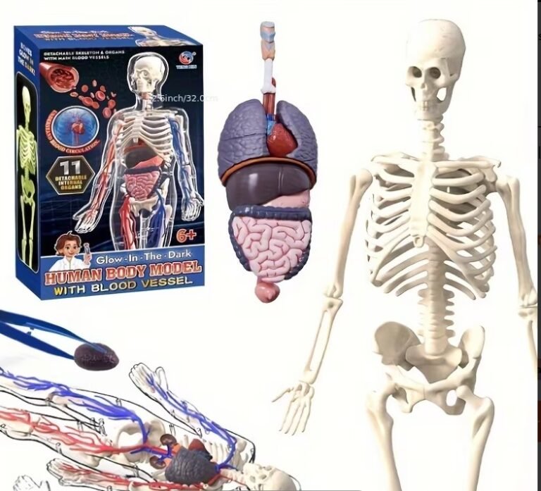human body model